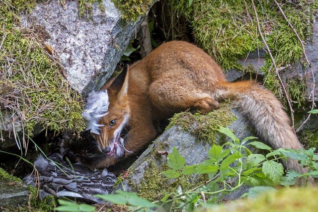 Wildlife Photographer of the Year 2020 winners