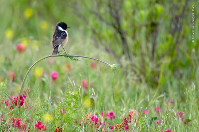 Wildlife Photographer of the Year 2020 winners