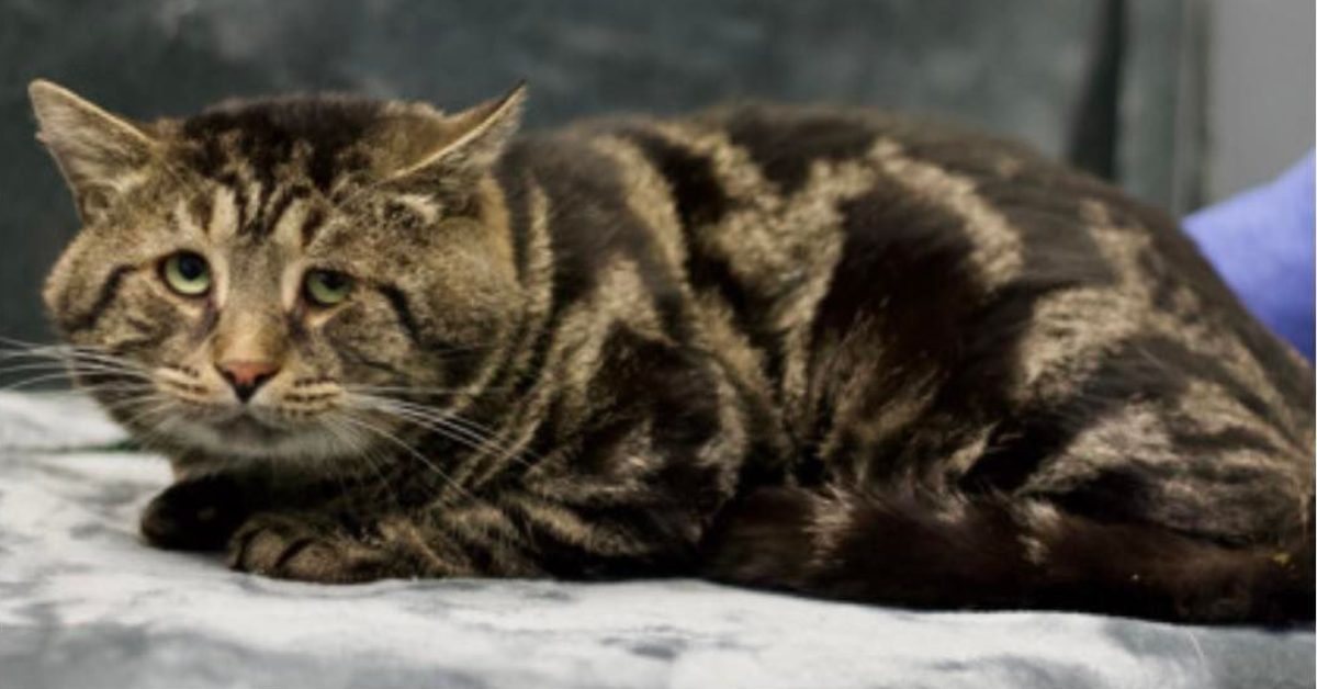 Fishtopher the cat