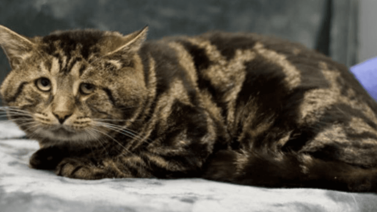 Fishtopher the cat