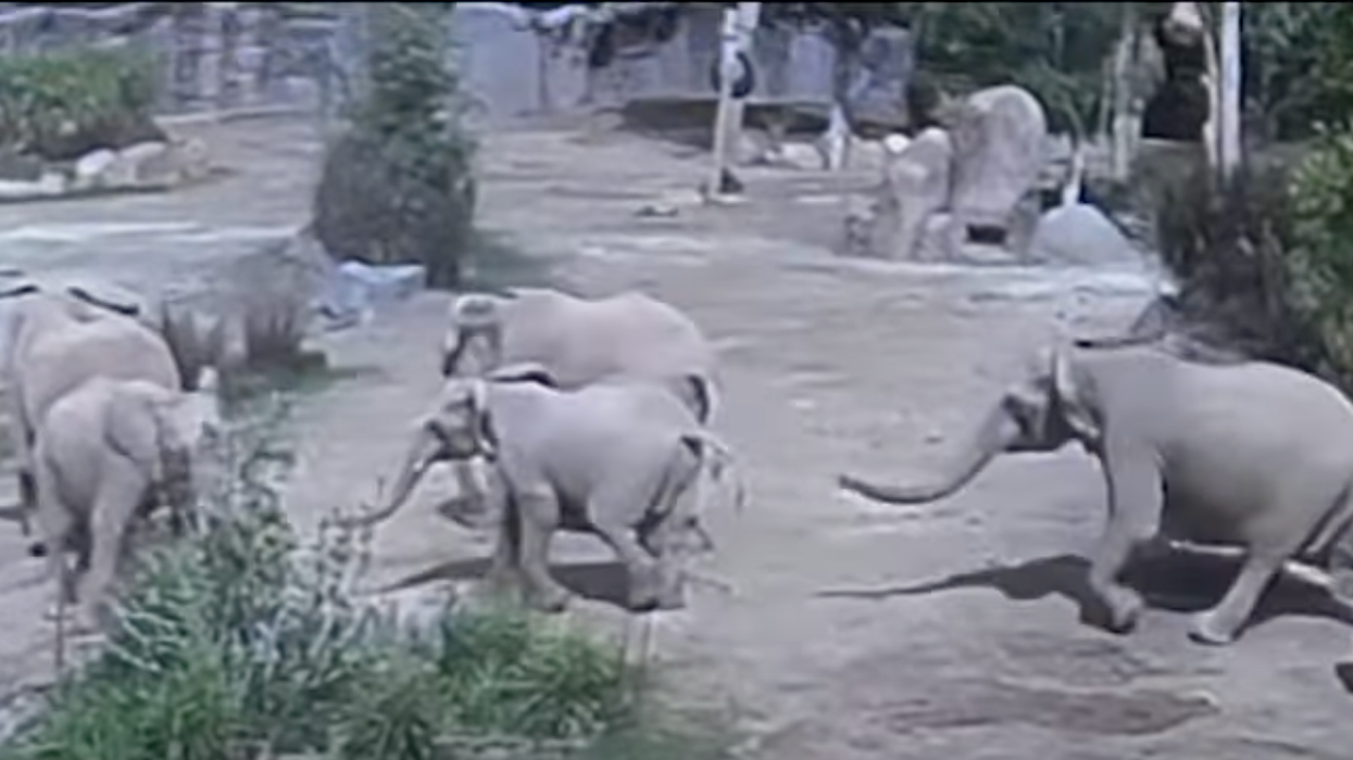 Five elephants walking in an enclosure with trees and rocks.