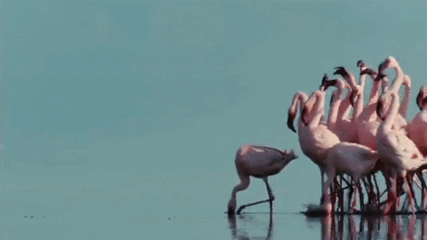 flamingo GIF