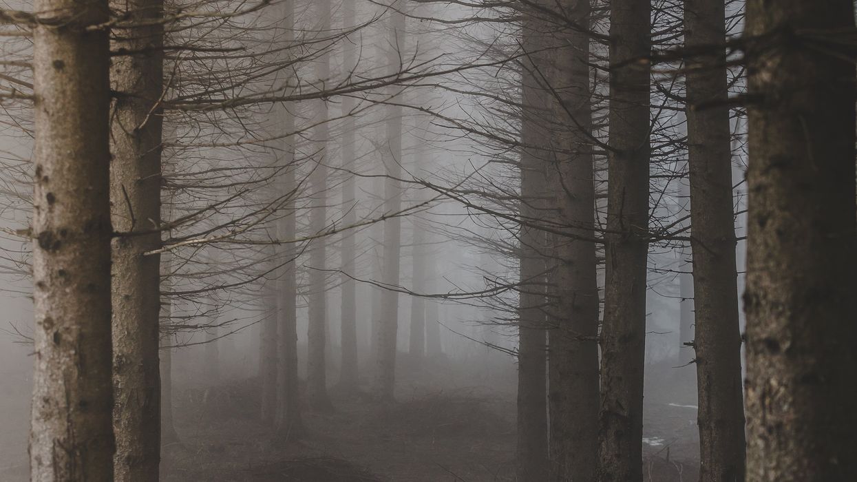 Foggy Woods