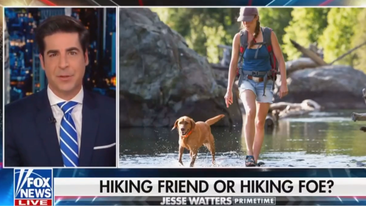 Fox News screenshot of Jesse Watters discussing dog attack
