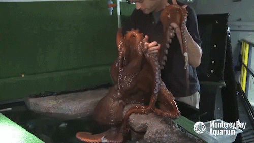 giant pacific octopus GIF by Monterey Bay Aquarium