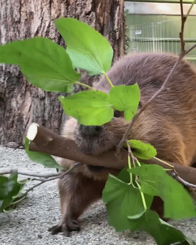 GIF by San Diego Zoo Wildlife Alliance