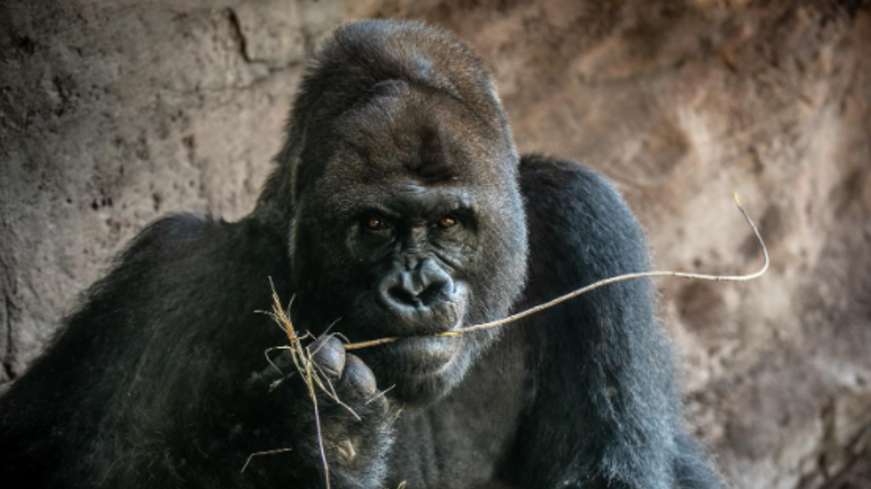 Gino the gorilla at Disney's Animal Kingdom