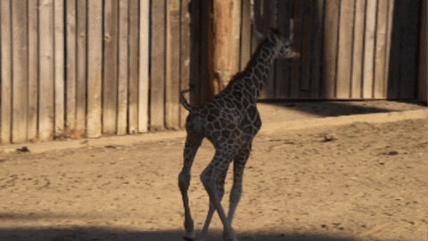 giraffe GIF by Oakland Zoo