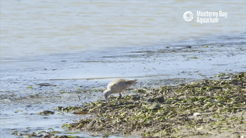 godwit on Elkhorn Slough Beach GIF by Monterey Bay Aquarium