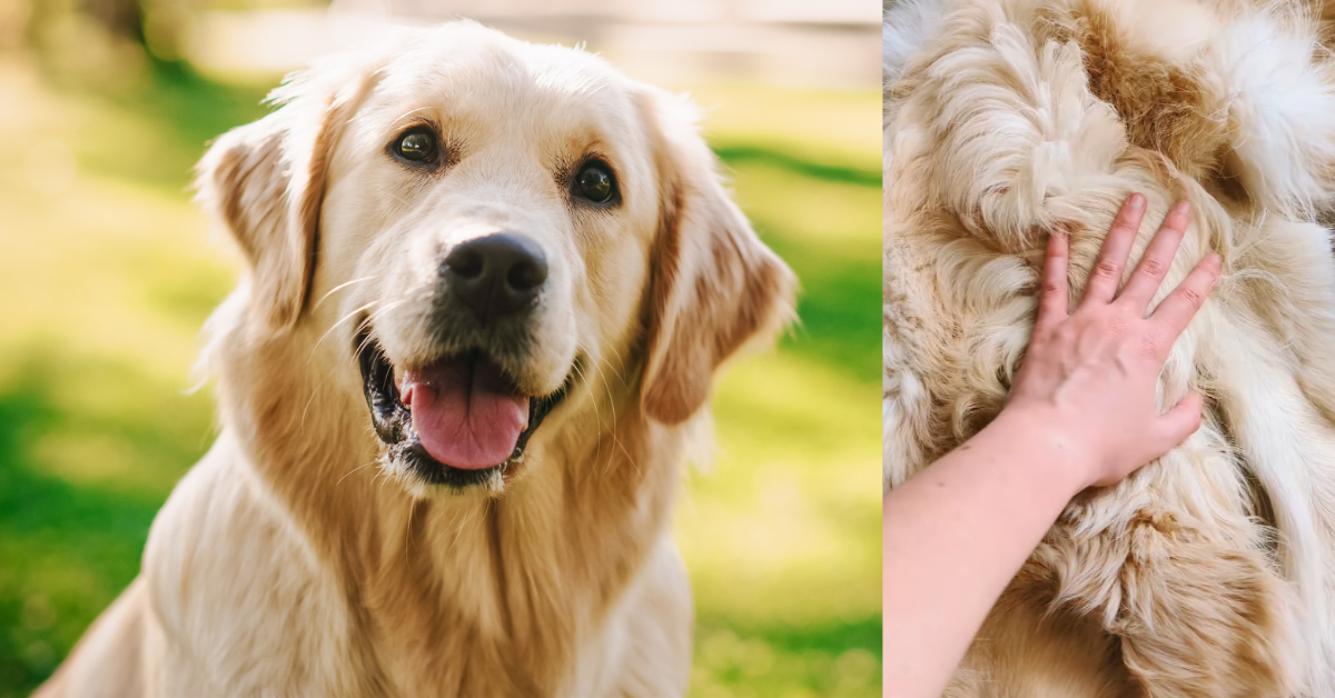 Golden Retriever; taxidermy pelt from Golden Retriever