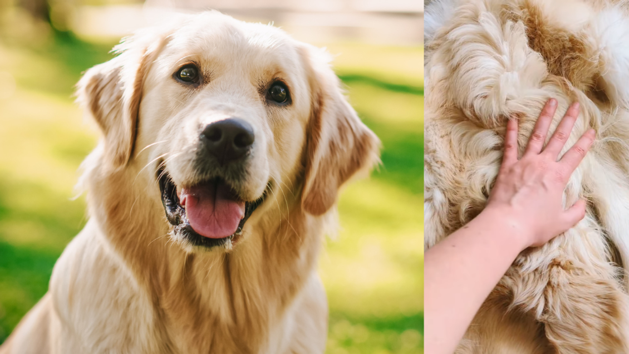 Golden Retriever; taxidermy pelt from Golden Retriever