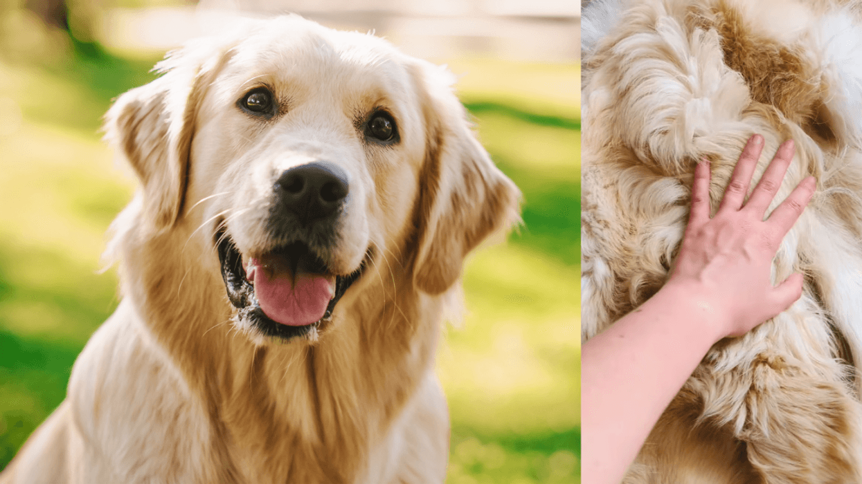 Golden Retriever; taxidermy pelt from Golden Retriever