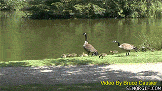 goose attack GIF
