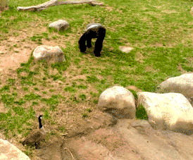 goose vs gorilla GIF