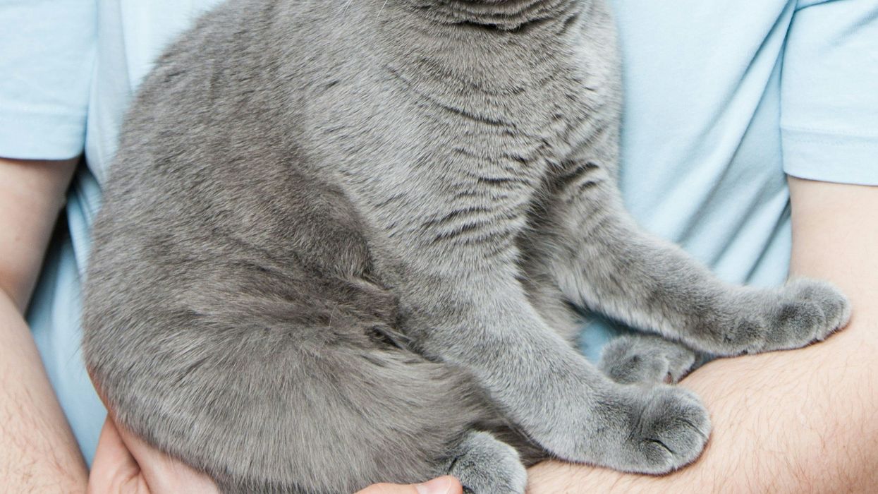 gray Scottish Fold cat with orange eyes looking scared