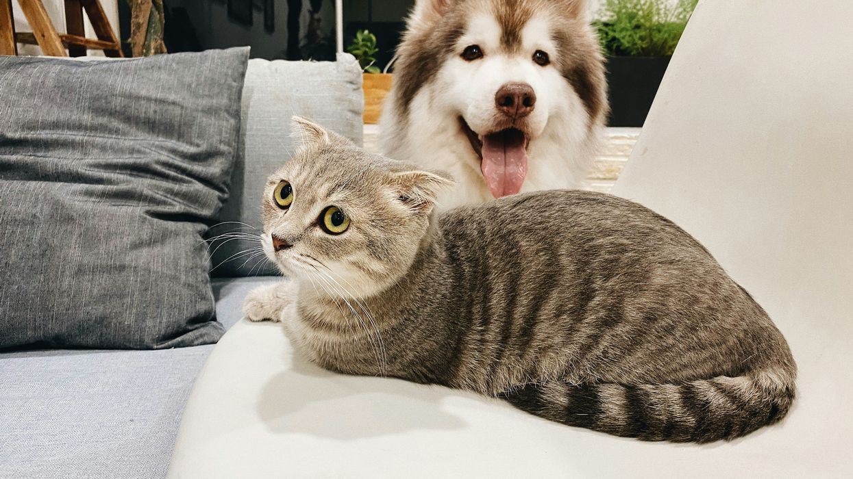 grey tabby cat beside short-coat brown and white dog