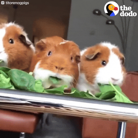 Guinea pigs spinach GIF by The Dodo