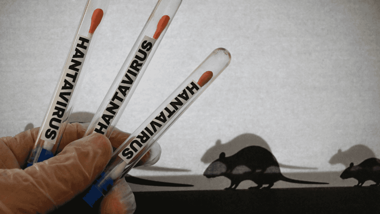 hantavirus illustration