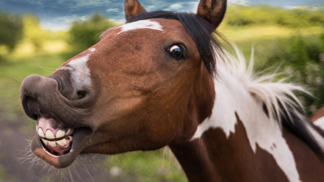 Horse with exposed teeth and gums