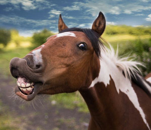 Horse with exposed teeth and gums