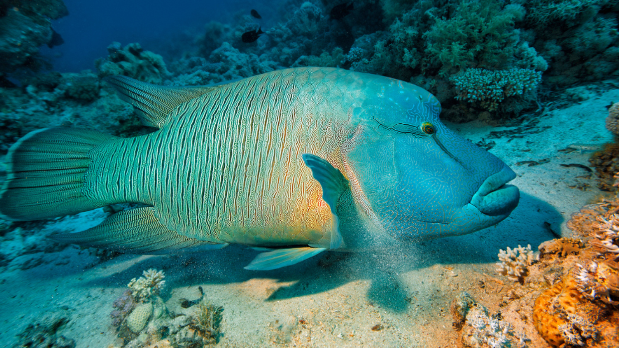 humphead wrasse
