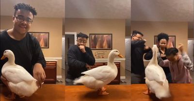 This Video Of A Teen Twerking With His Pet Duck Is All We Need To ...