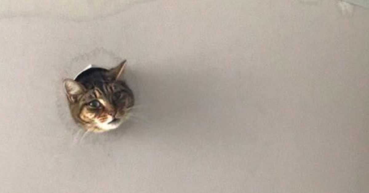 Viral Photo Of A Cat Who Lives In The Ceiling Harkens Back To One Of The OG Memes 😸