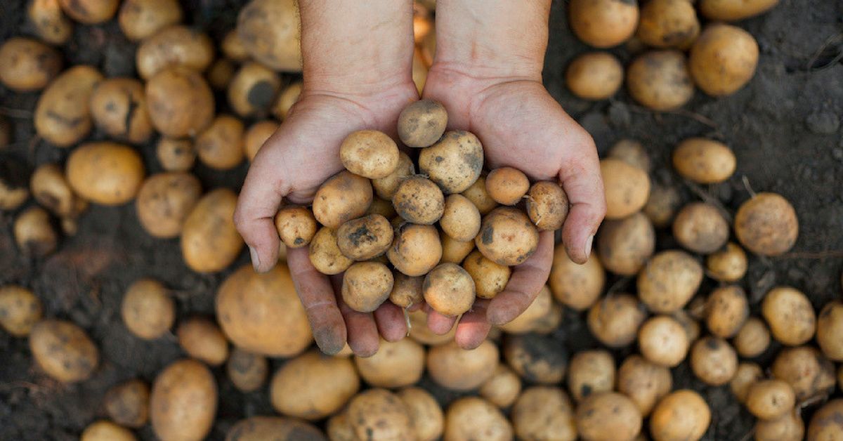 Man Arrested After Filling Hotel Bathtub With Potatoes High On MDMA, 'It Felt Like The Right Thing To Do'