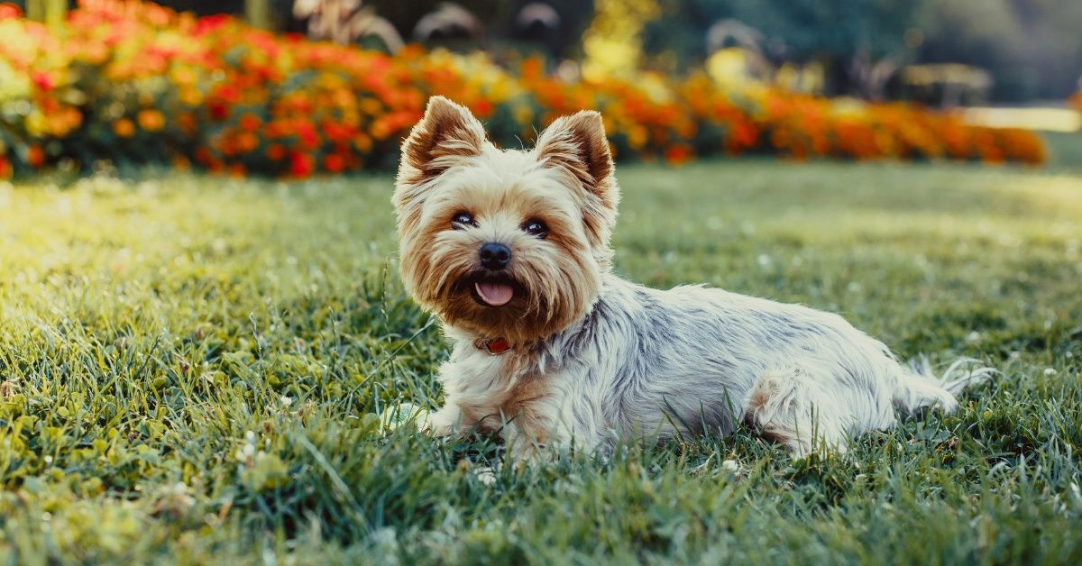 'Hold Onto Your Pooch!': National Weather Service Had A Hilarious But Important Message For Small Dog Owners In The Midwest