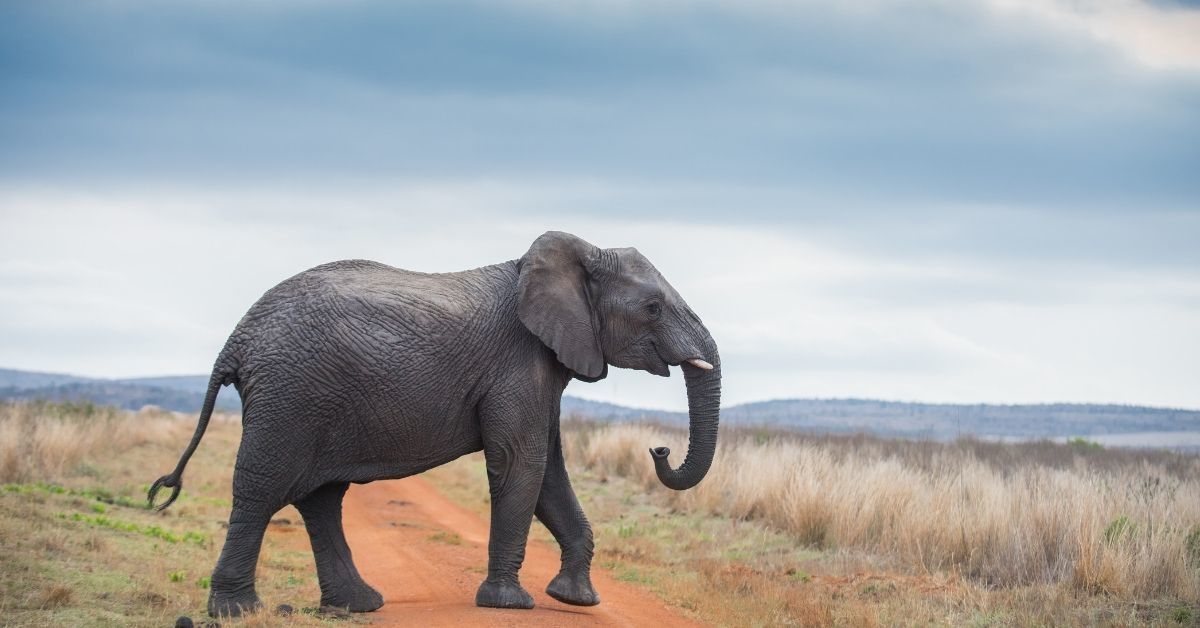 Botswana Is Facing Some Serious Heat After Lifting Ban On Elephant Hunting