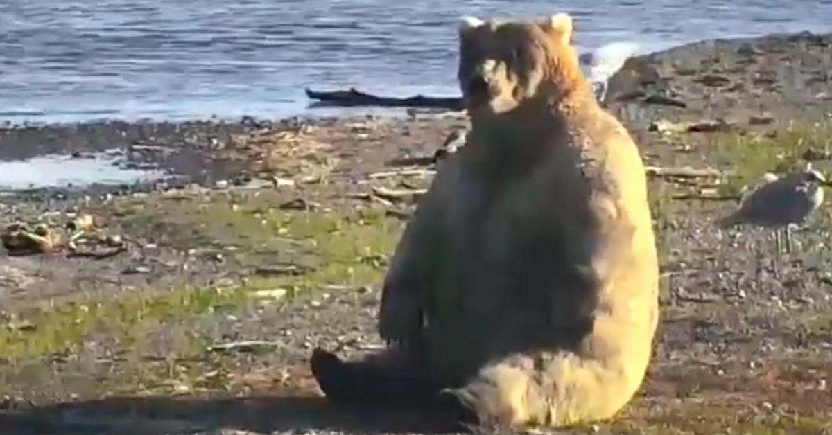 Wildlife Photographer Captures Iconic Image Of Bear Who Is Next-Level Chunky