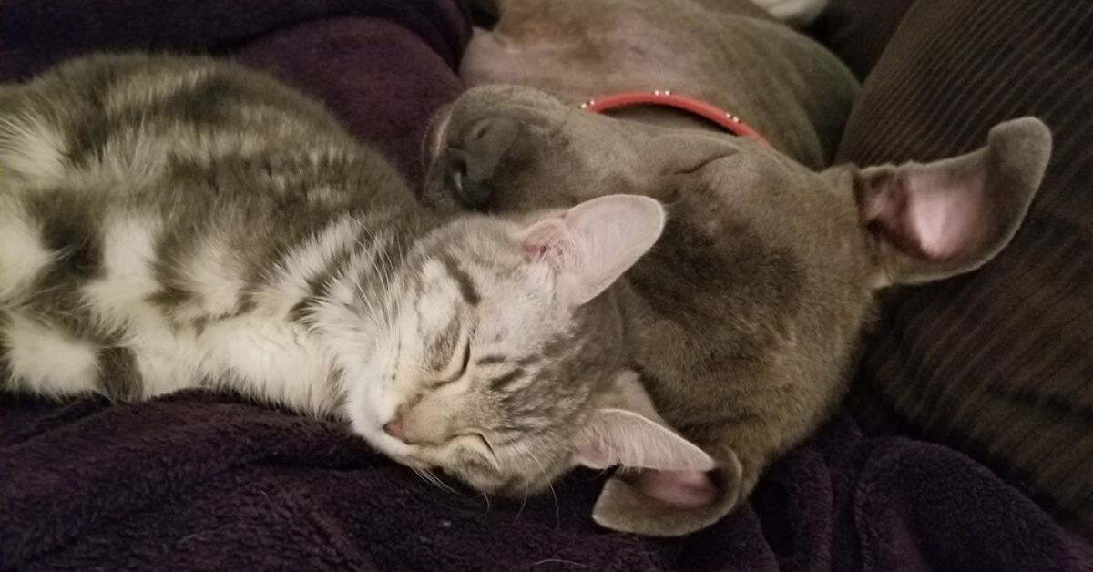 Woman Launches Fundraiser To Save Gary, The Adorable Hermaphrodite Rescue Cat