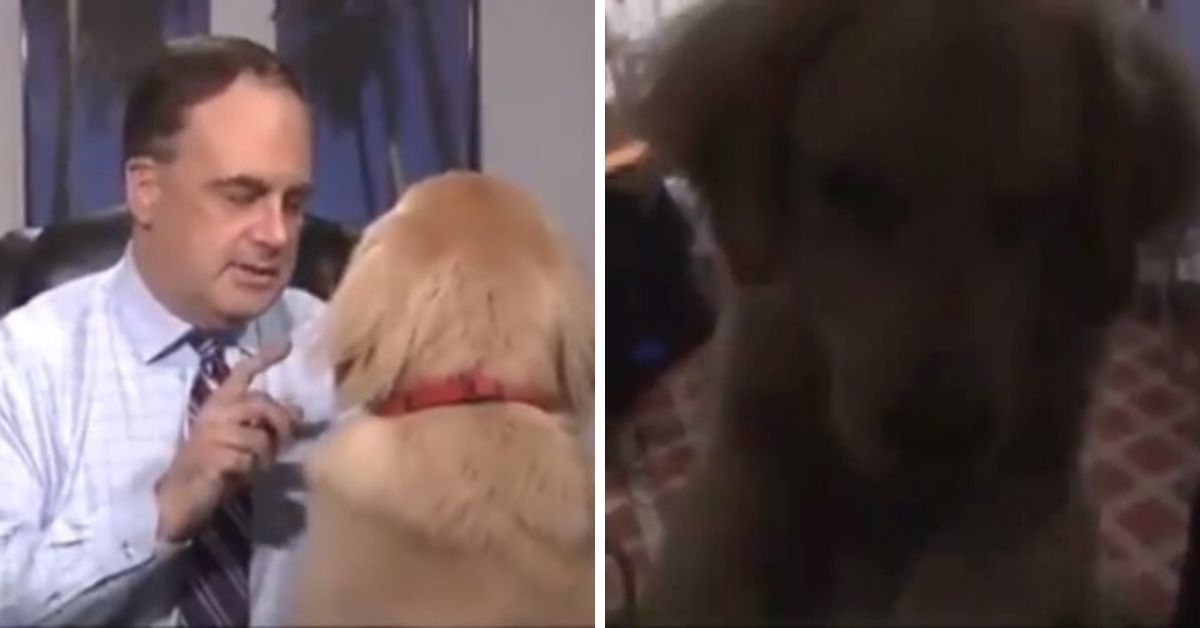 Meteorologist's At-Home Weather Forecast Goes Off The Rails After His Dog Decides To Get In On The Action
