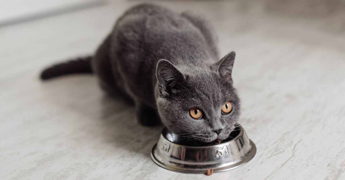 Couple Sparks Drama Within Their Vegan Friendship Circle For Feeding Their Cat Raw Meat To Help With Her Teeth