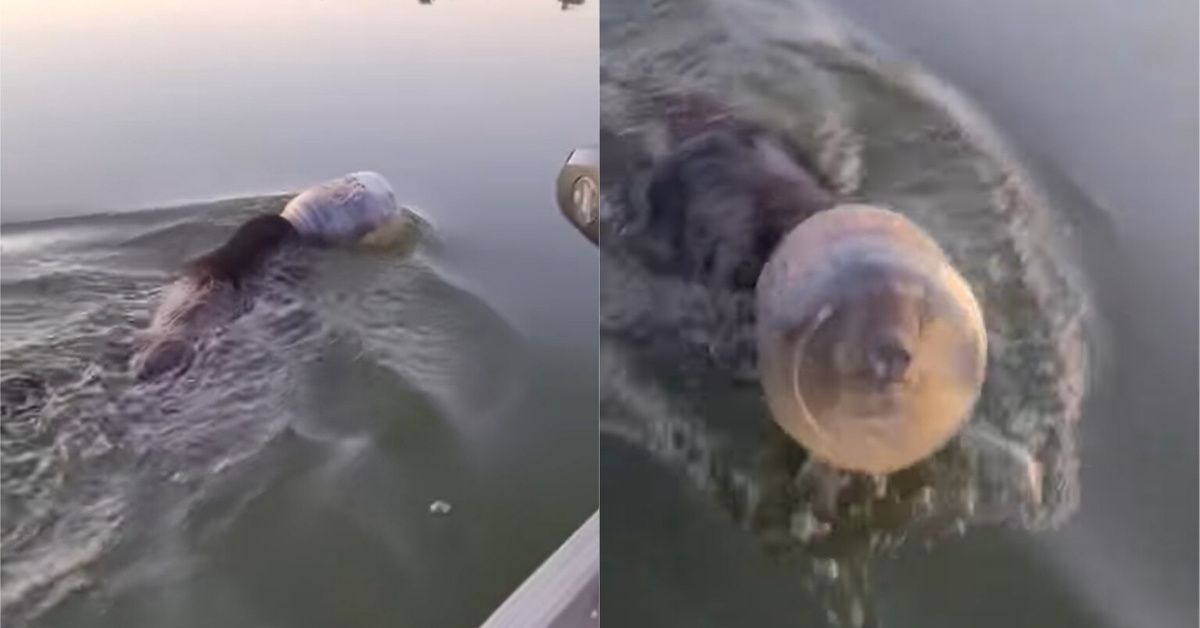 Wisconsin Family Saves Bear Who Was Swimming Through Lake With Its Head Stuck In A Jar