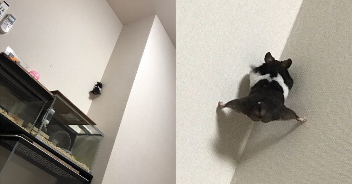 Hamster's Impressive Attempt To Escape Draws Hilarious Comparison To Jean-Claude Van Damme