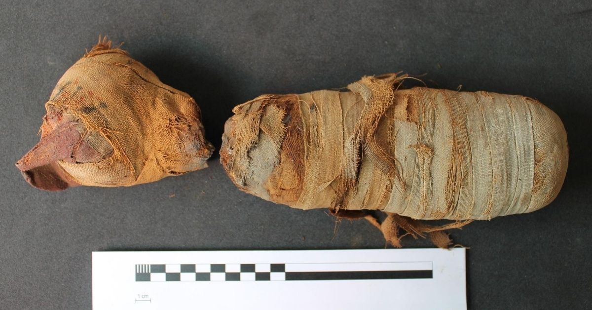 3D Scans Offer Rare, In-Depth Glimpse Of Mummified Animals Over 2,000 Years After Their Deaths