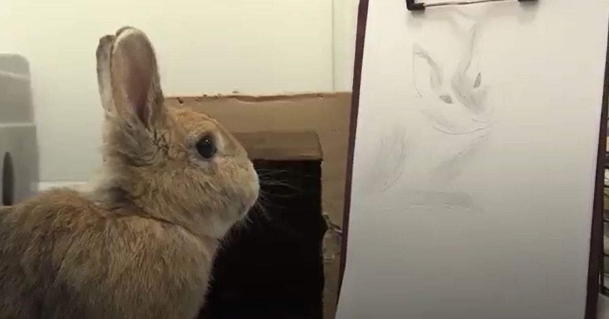 Animal Charity Sells Badly Drawn Pet Portraits To Raise Money For A Kitten Incubator