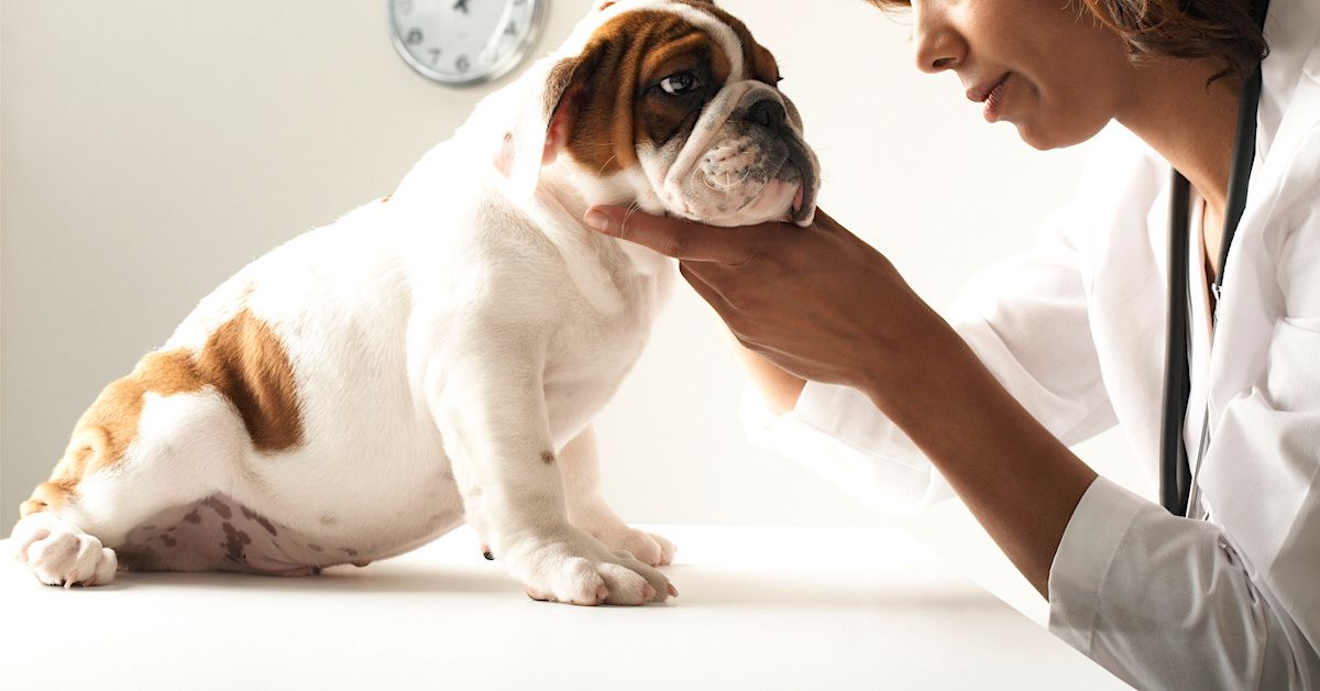 Dog Owner Taken Aback After Vet Snaps At Them For Buying A Purebred Puppy Instead Of Adopting