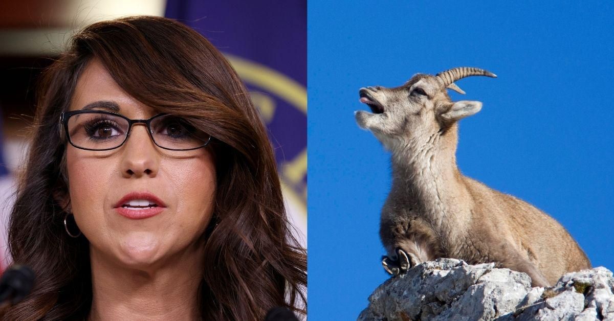 Lauren Boebert Dragged Hard After Boasting On Twitter About Befriending A Goat
