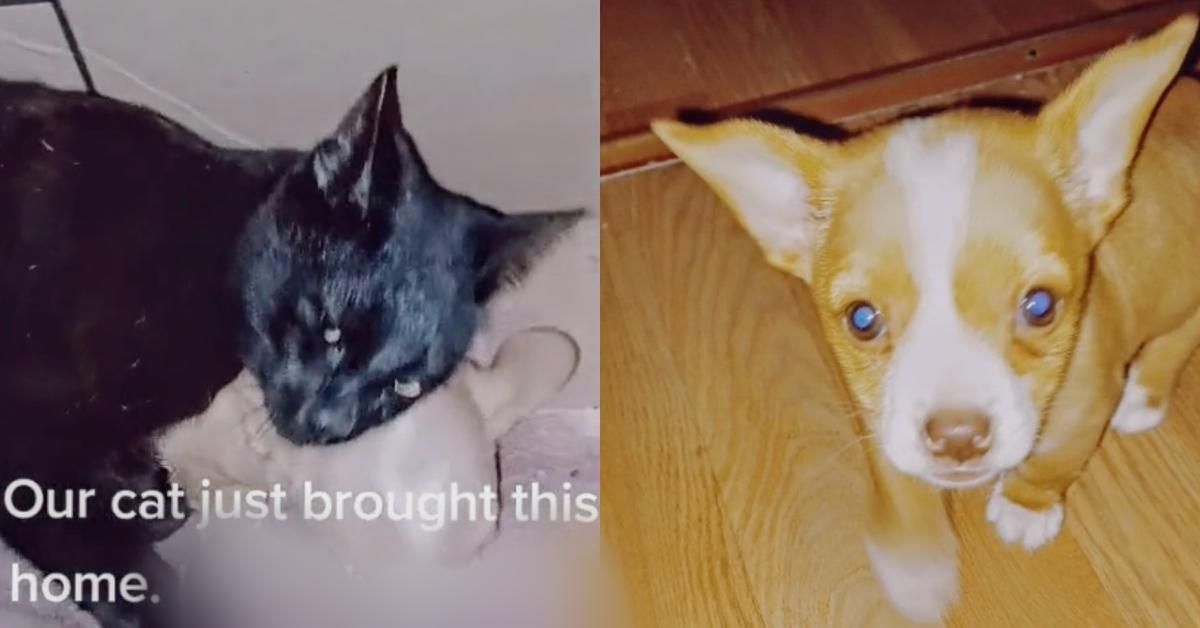 TikToker Stunned After Cat Brings Home 'Huge Rat' In Its Mouth—But It Turns Out To Be A Puppy