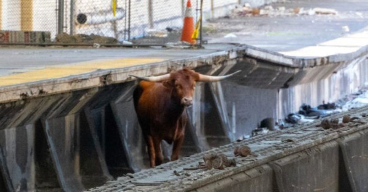 A Bull Got On The New Jersey Train Tracks Near NYC—And The Jokes Came Stampeding In