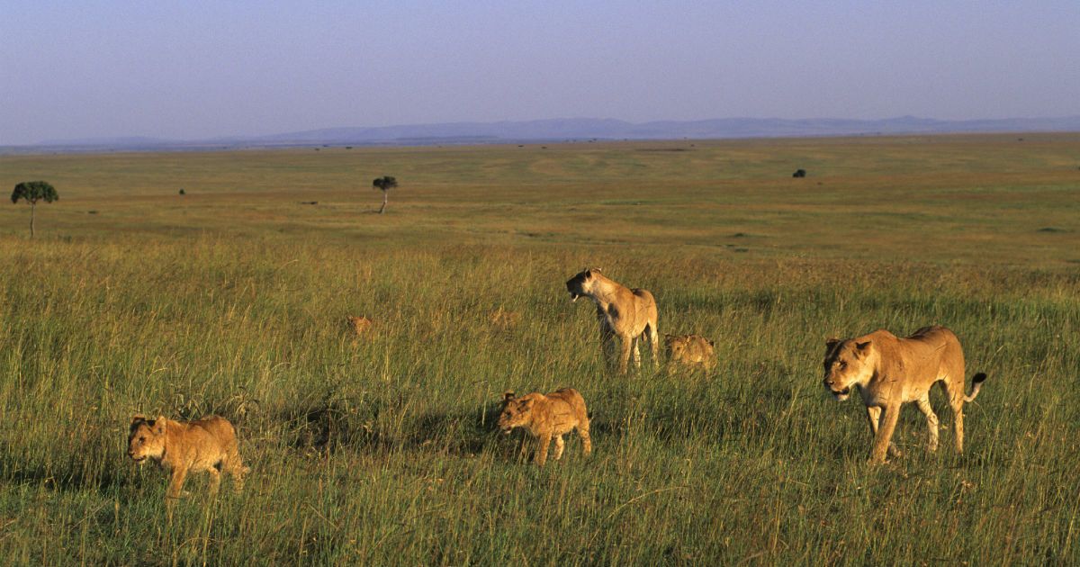 Poachers Get Eaten By A Pride Of Lions After Breaking Into A Rhino Reserve