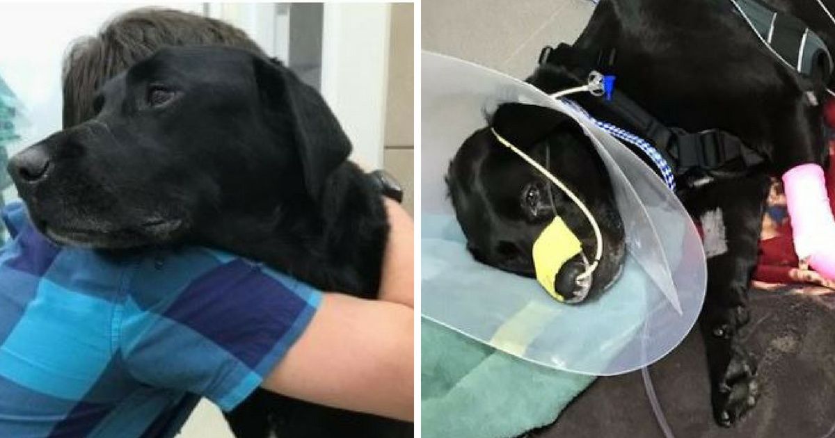 YouTuber's Beloved Service Dog Dies After Stay At Toronto PetSmart Pet Hotel 💔