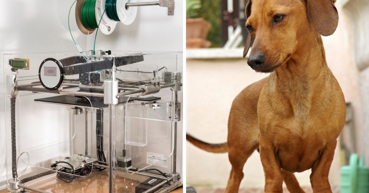 3D-Printing Technology Helps Replace Skull Of Dog Battling Brain Cancer 😮