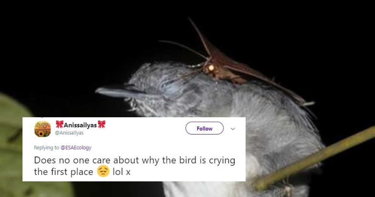 Bizarre Footage Of Moth Drinking The Tears Of A Sleeping Bird Goes Viral 😮