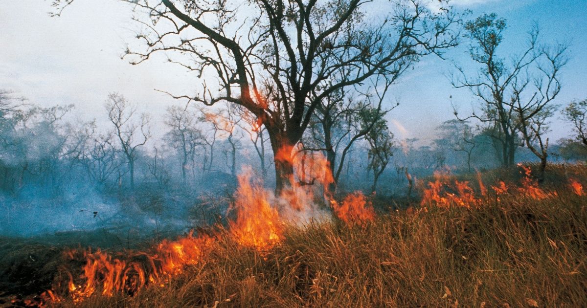 Border Patrol Agent Whose 'Gender Reveal' Party Started A Massive Fire Learns His Punishment