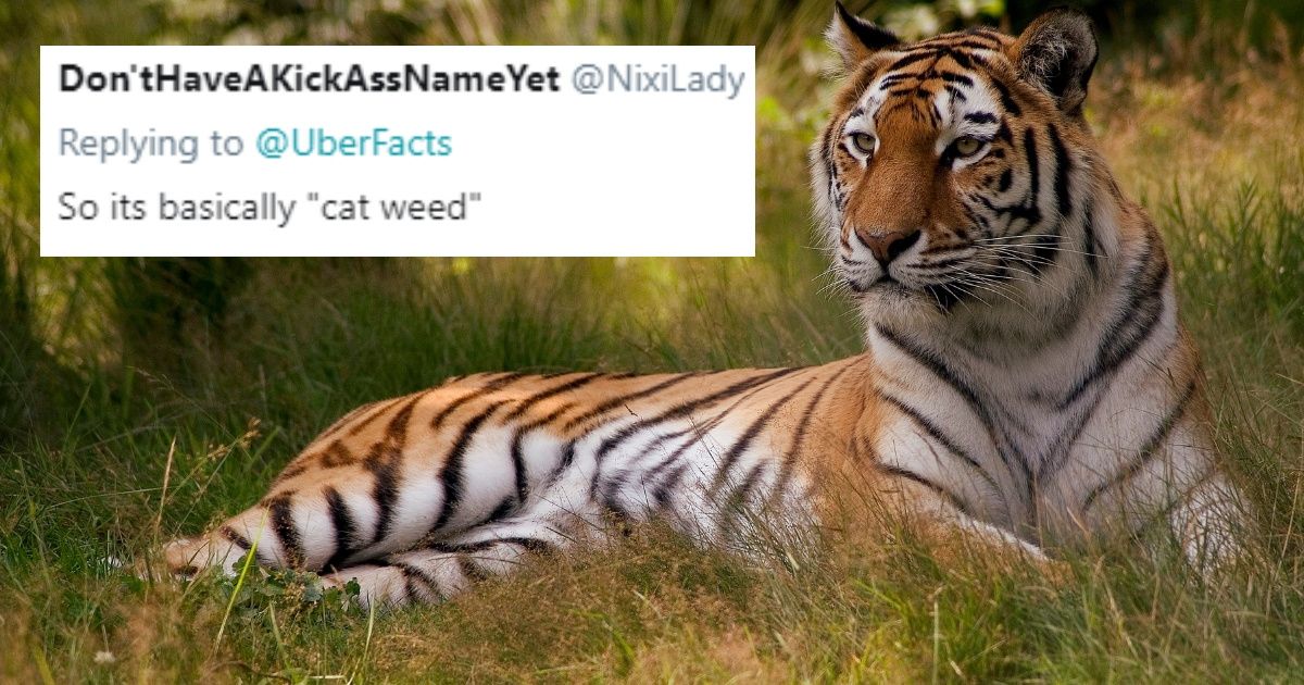 Indian Authorities Turn To An Unusual Bait To Lure In Deadly Tiger 🐯