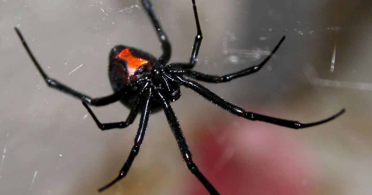 California Man Attempts To Kill Spiders In His Parents' Home Using A Blowtorch—And It Went As Well As You'd Expect 😬🔥