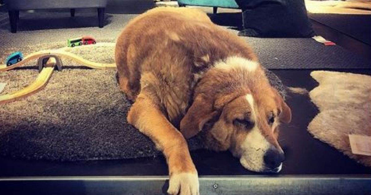 An IKEA Demonstrates Holiday Spirit By Taking In Stray Dogs From The Cold—And It's Cuteness Overload